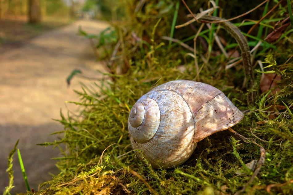 seashell in the grass