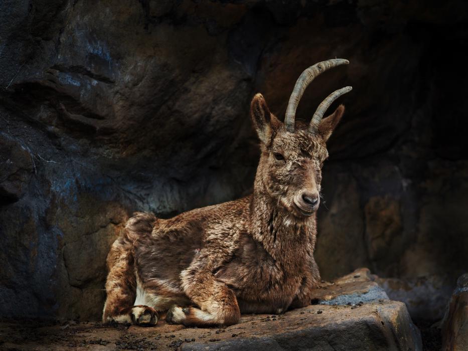 Mammal Nature Animal World