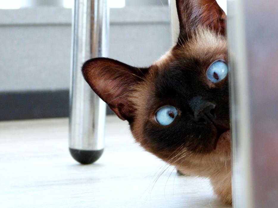 Eyes Cat Feline