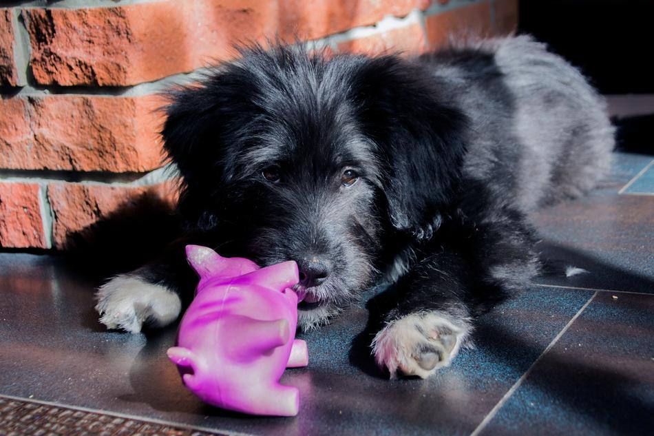 Dog Pet Puppy