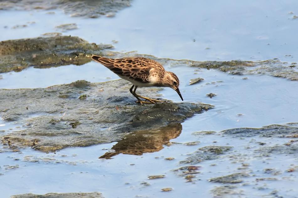Migratory Bird Wild