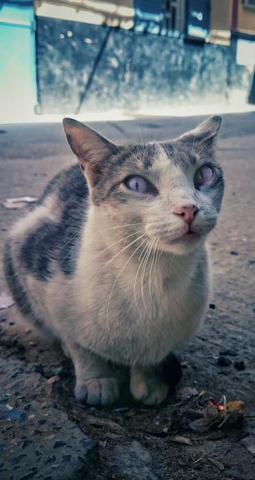 Animal Nature Mammal