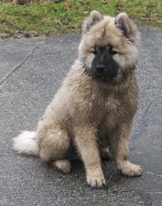 Dog Puppy Eurasians