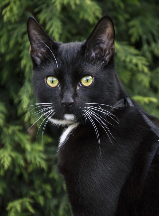 Animals Cat Mammals