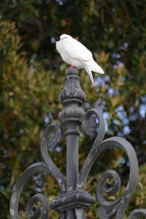 pigeon on a street lamp