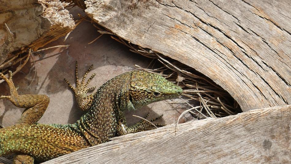 Animal Lizard Reptile