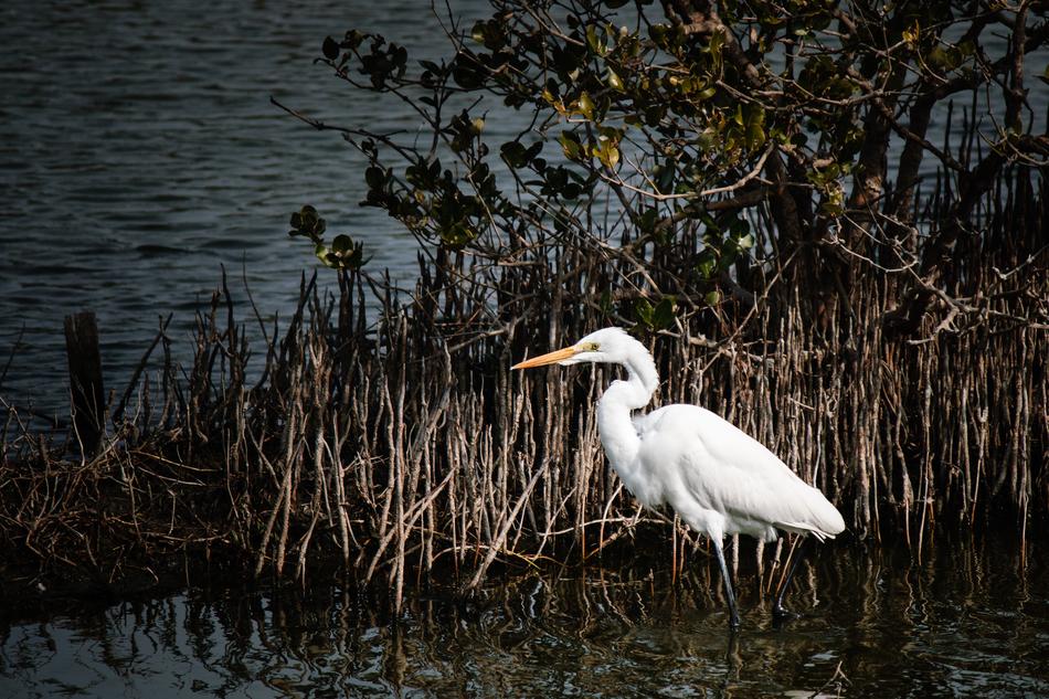 Waters Bird Lake