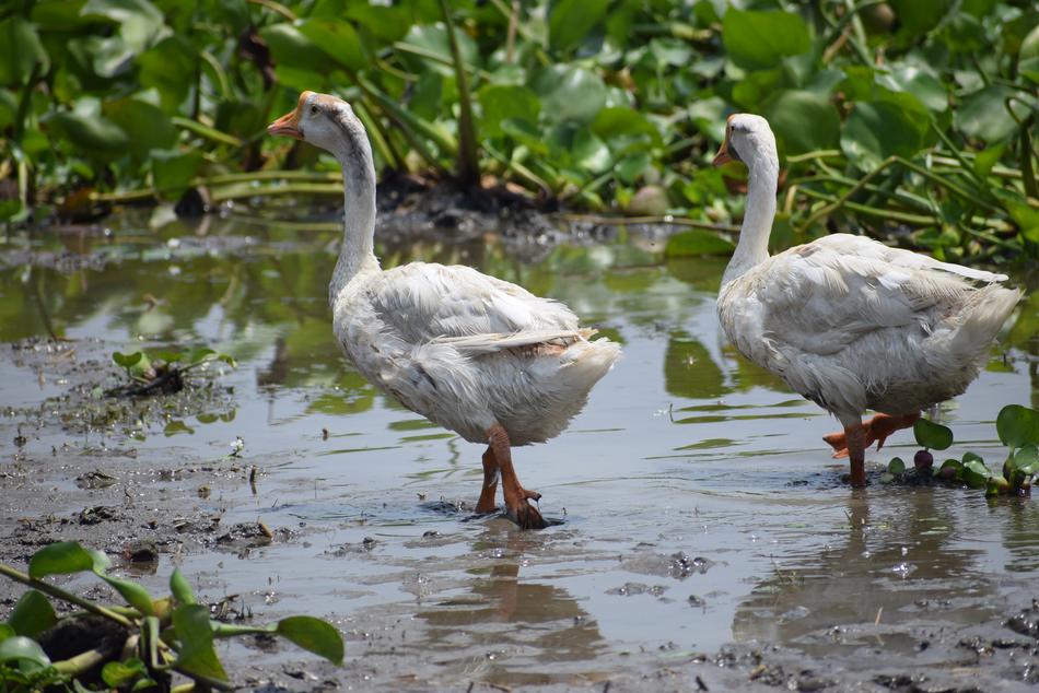 Bird Pool Lake