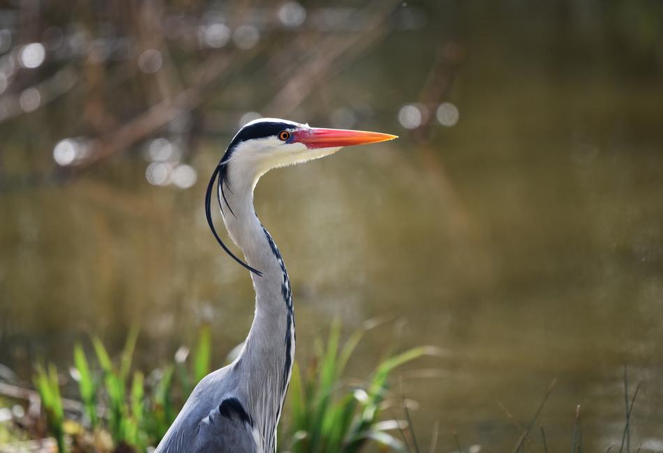 Grey Heron Bird