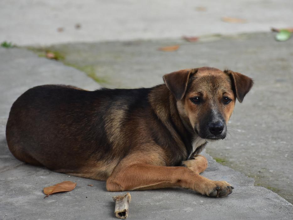 Dog Pet Cute