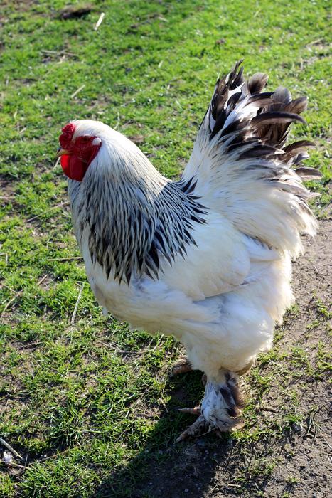 Hahn Bird Animal
