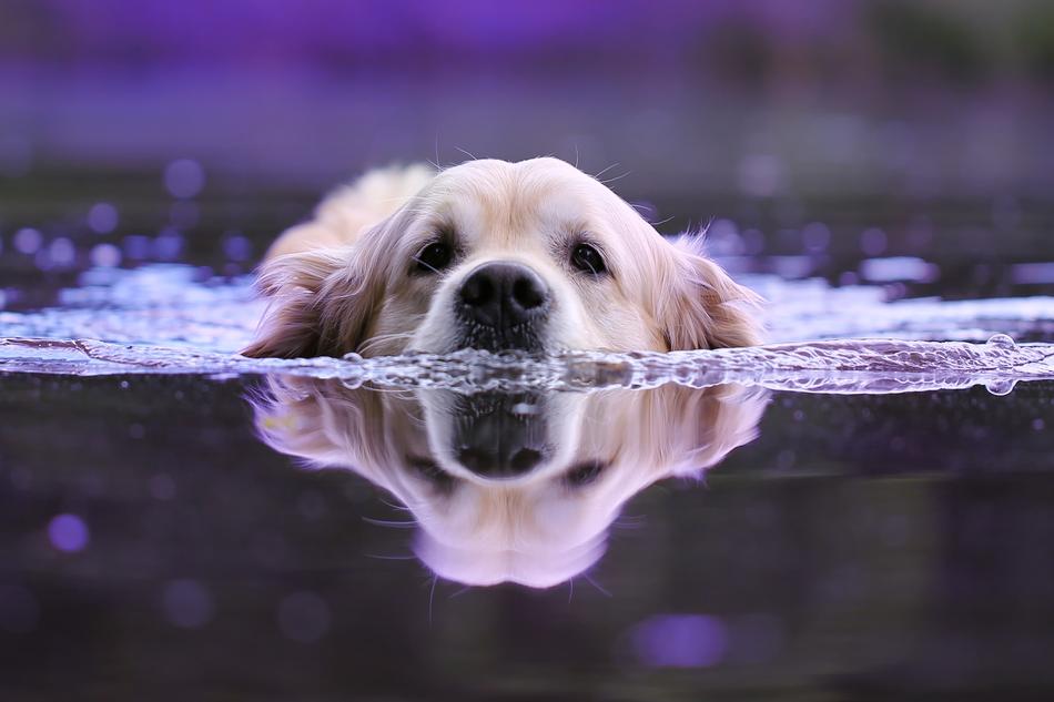 Dog Water Wet