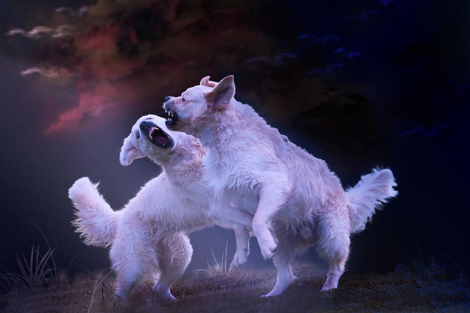 Dogs Bitch Brawl Big