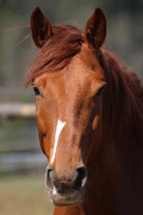 brown horse face