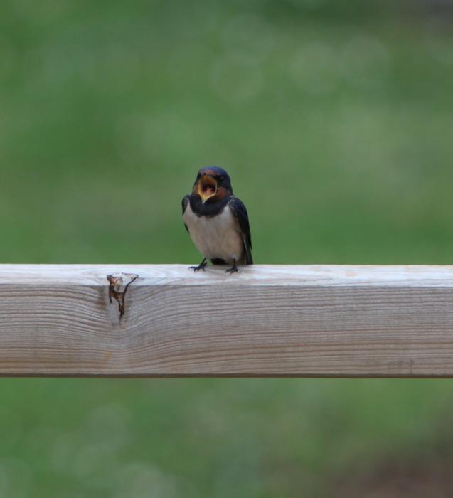 Bird Fauna Animal