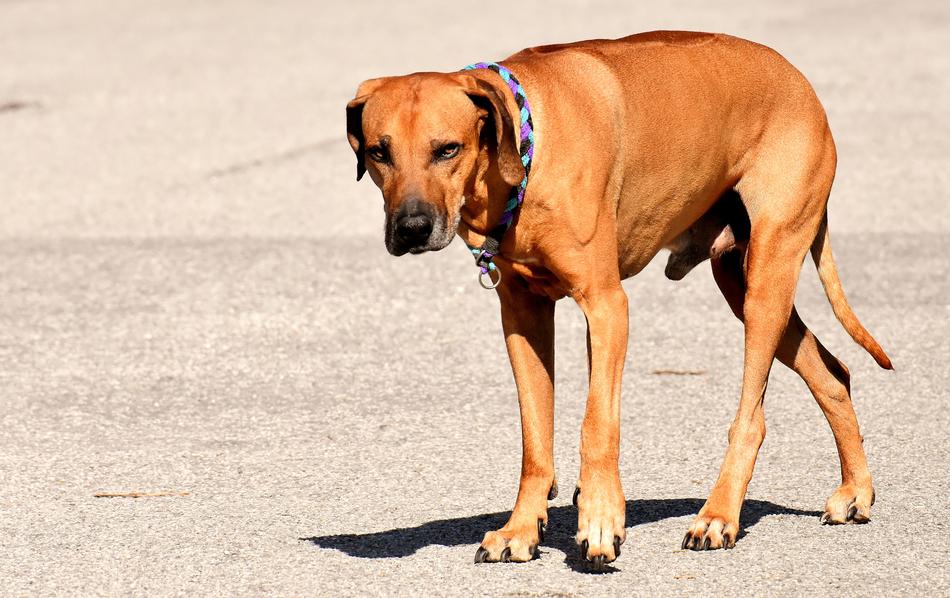 Dog Pet Ridgeback