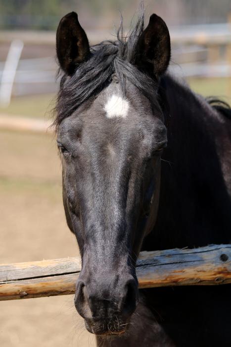 Black Horse Head Animal