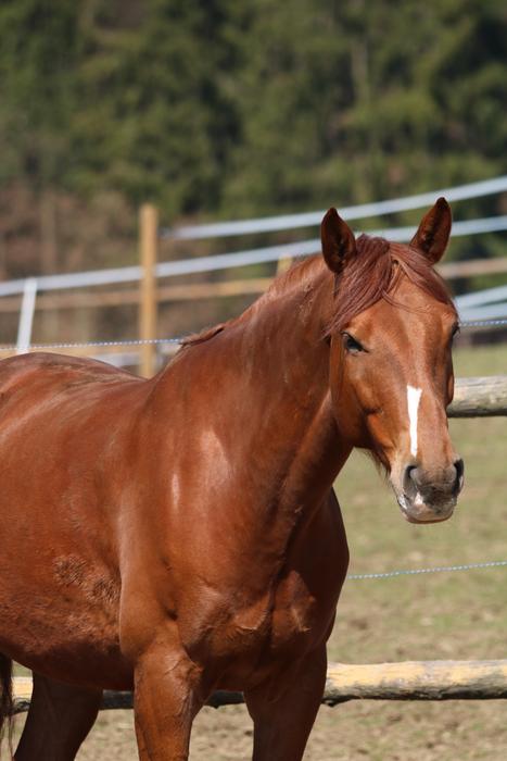 Brown Horse Animal on farm