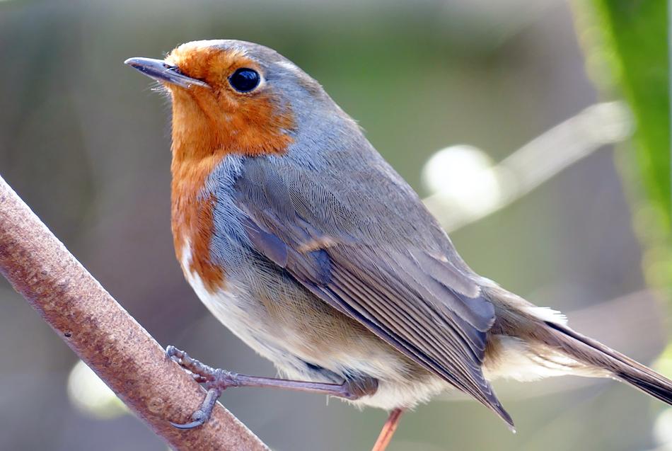 Robin Bird Nature