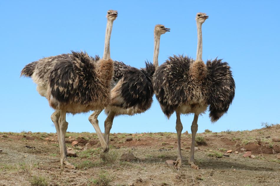 ostriches walk three