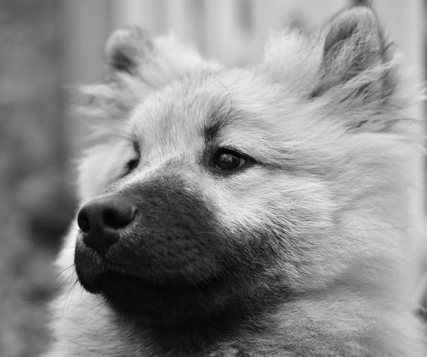 Dog Eurasier Portrait Photo