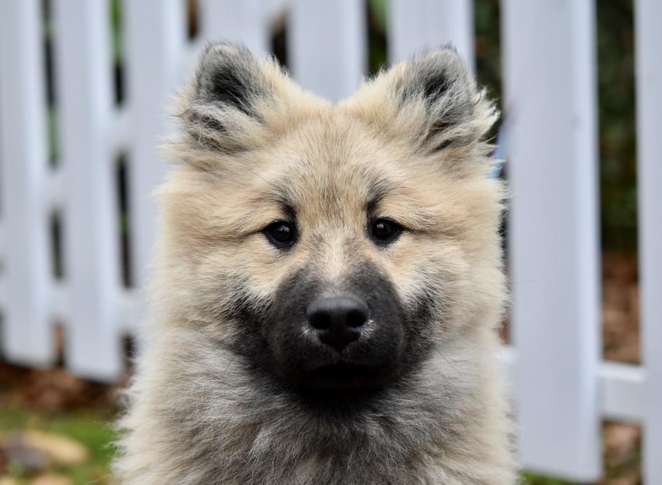 fluffy dog on the fence