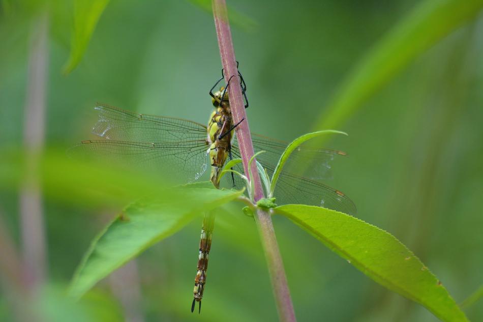 Insect Nature Leaf