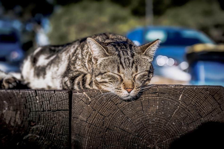 Cat Sleeping Sunbathing