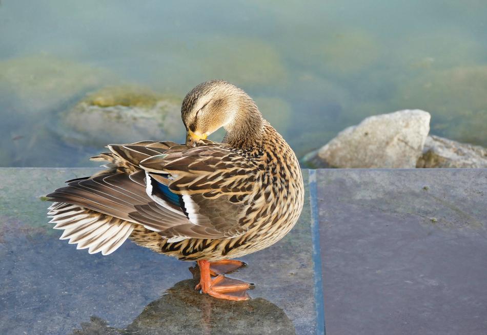 Duck Bird Nature Animal