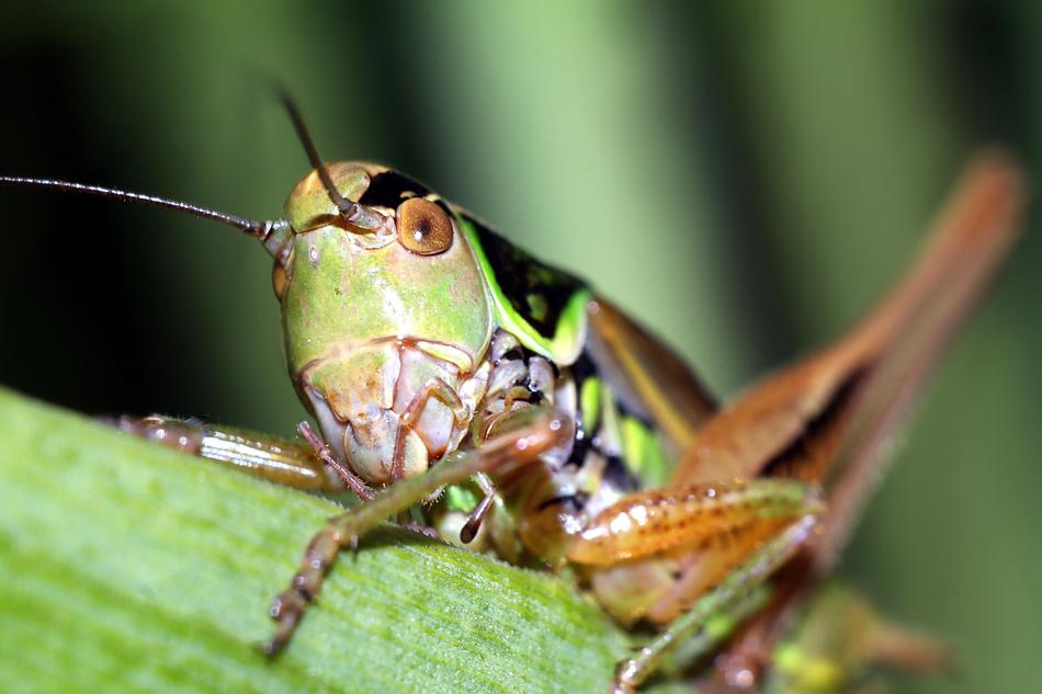Insect Macro Nature