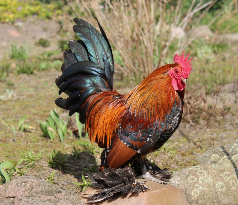 Bird Poultry Chicken