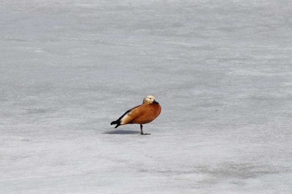 Bird Winter Snow No
