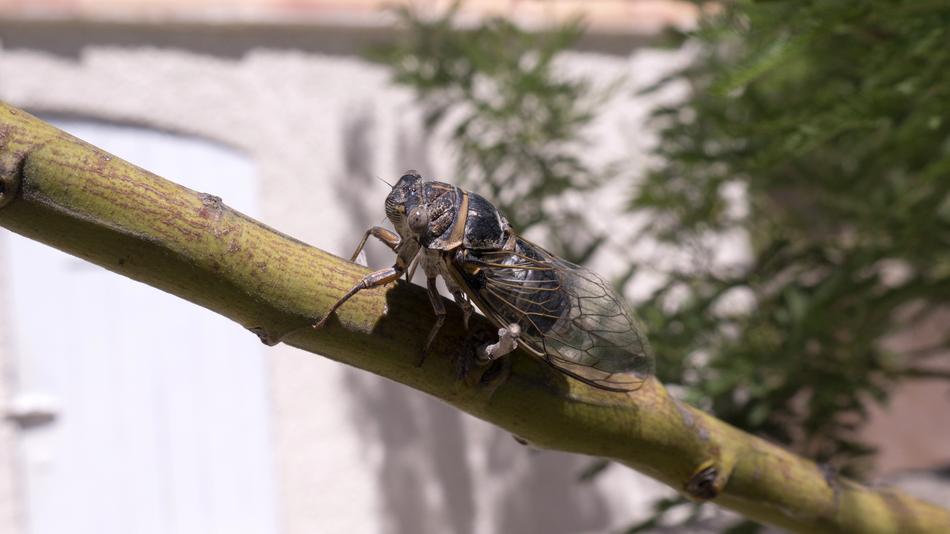 Cicada Insect