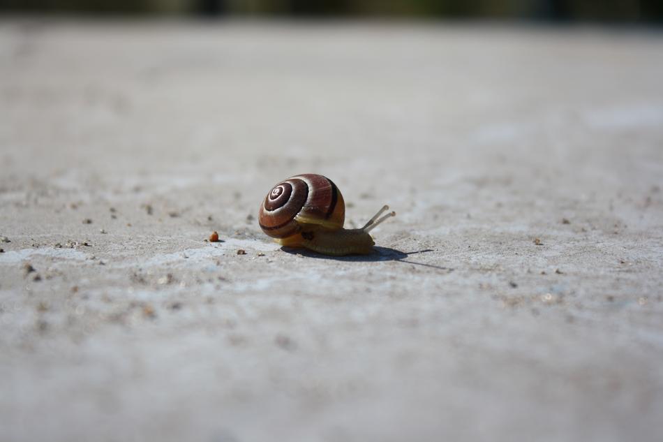 Snail Concrete Animal