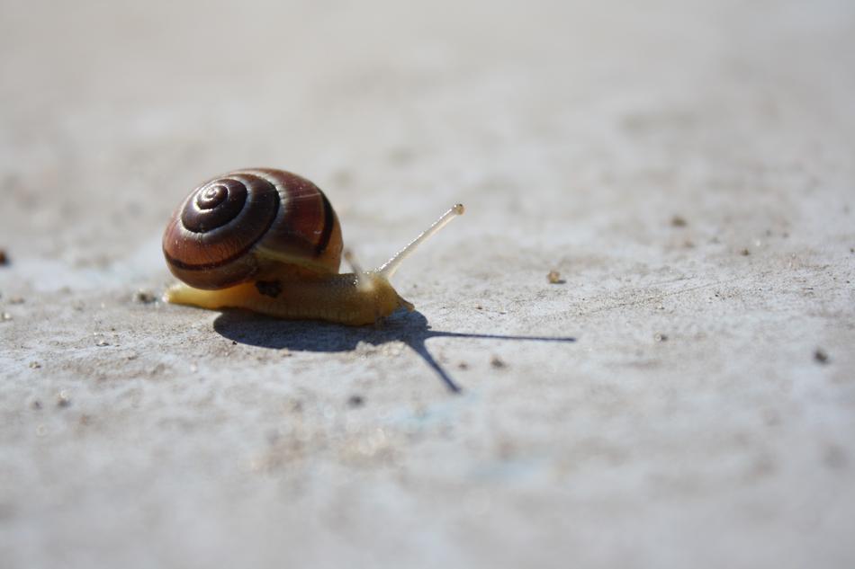 Snail Concrete Animal