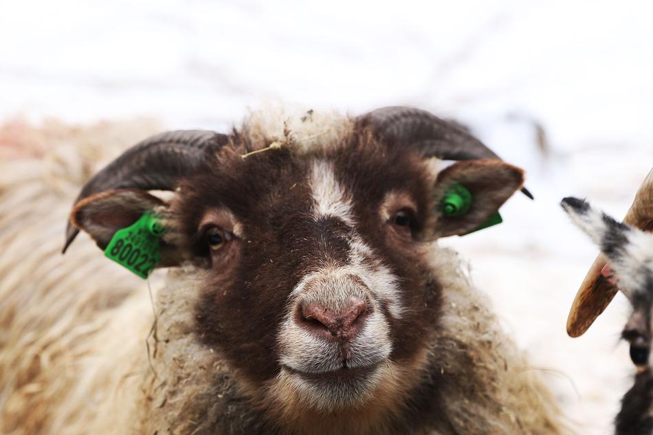 Goat Animal Horns