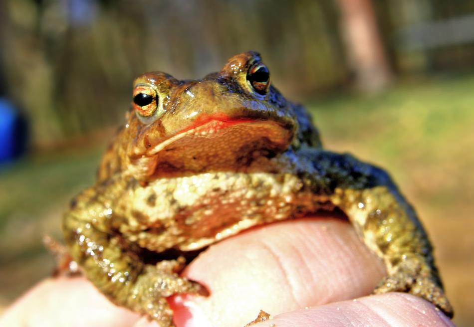 Animal Animals Amphibian The