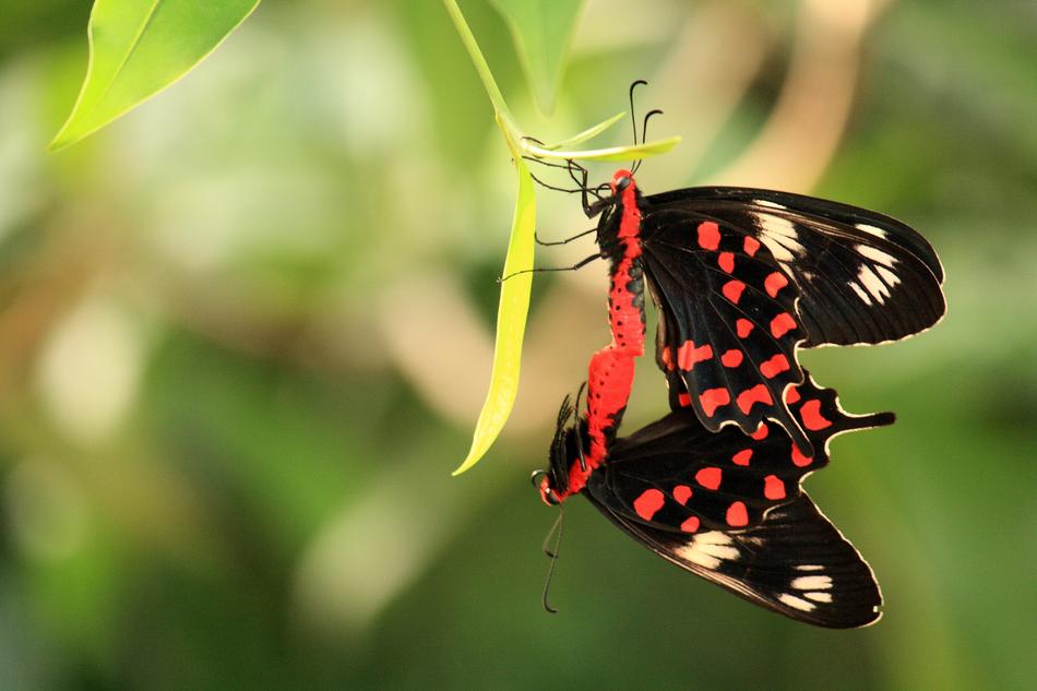 Butterfly Insect Nature