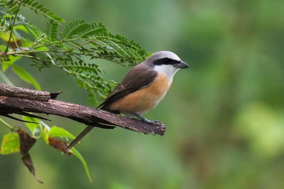 Wildlife Bird Nature