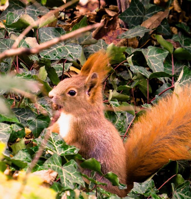 funny squirrel in the garden