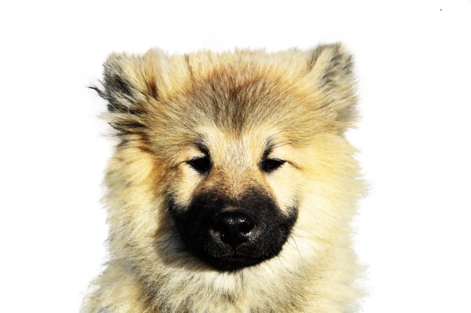 Dog Isolated Pet
