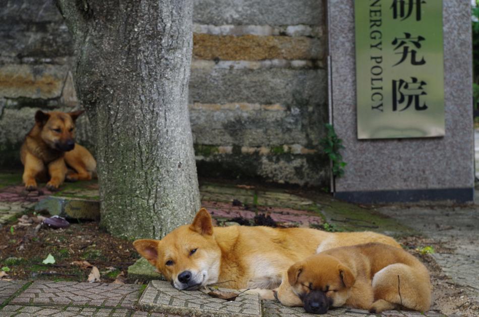 sleeping dogs by the tree