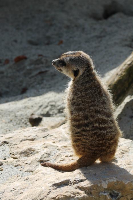 gray meerkat on a stone in the zoo