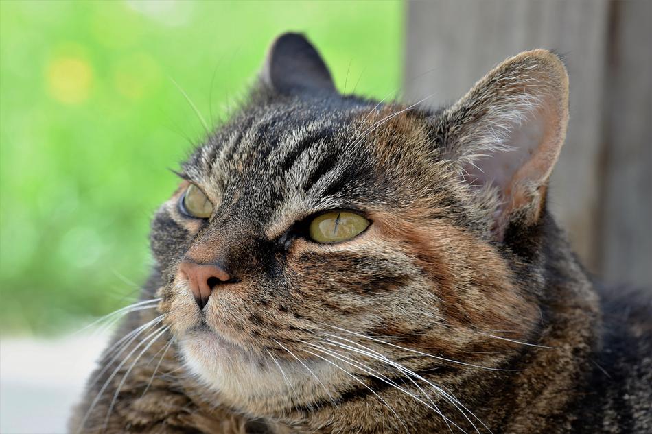 Cat Animal Mammal