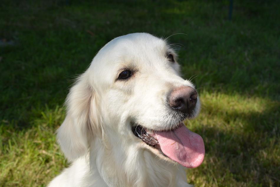 Dog Bitch Golden