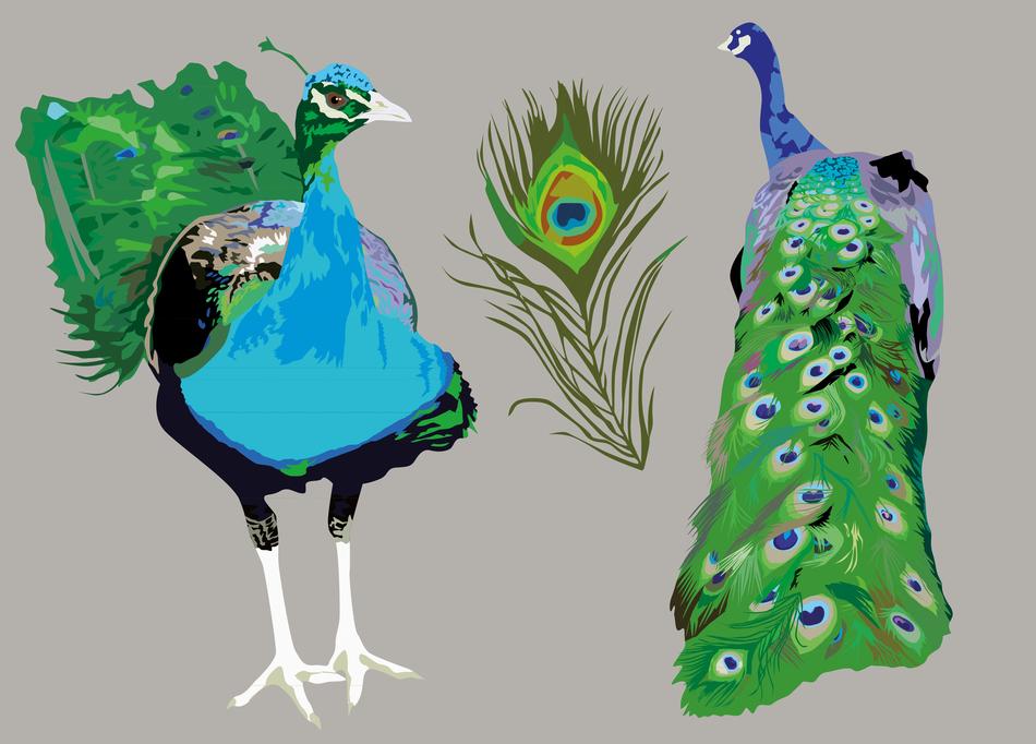 animal color background bird