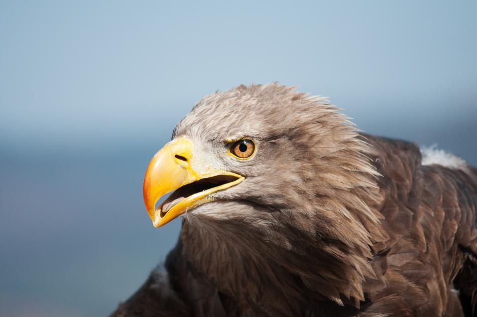 Bird Of Prey Adler portrait