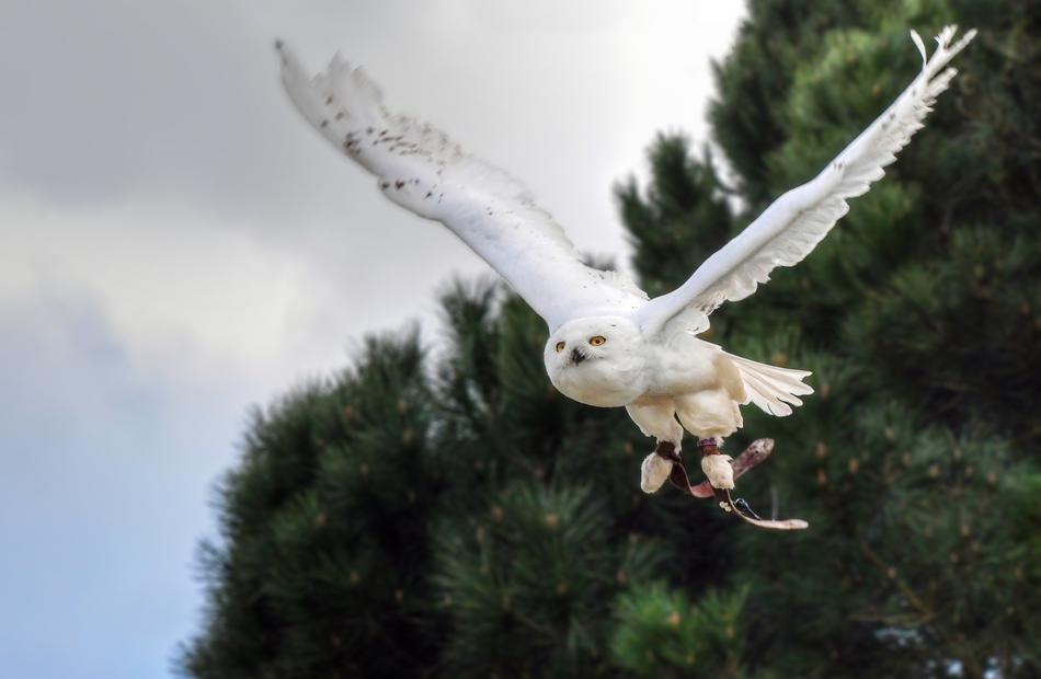Snowy Owl Bird Raptor