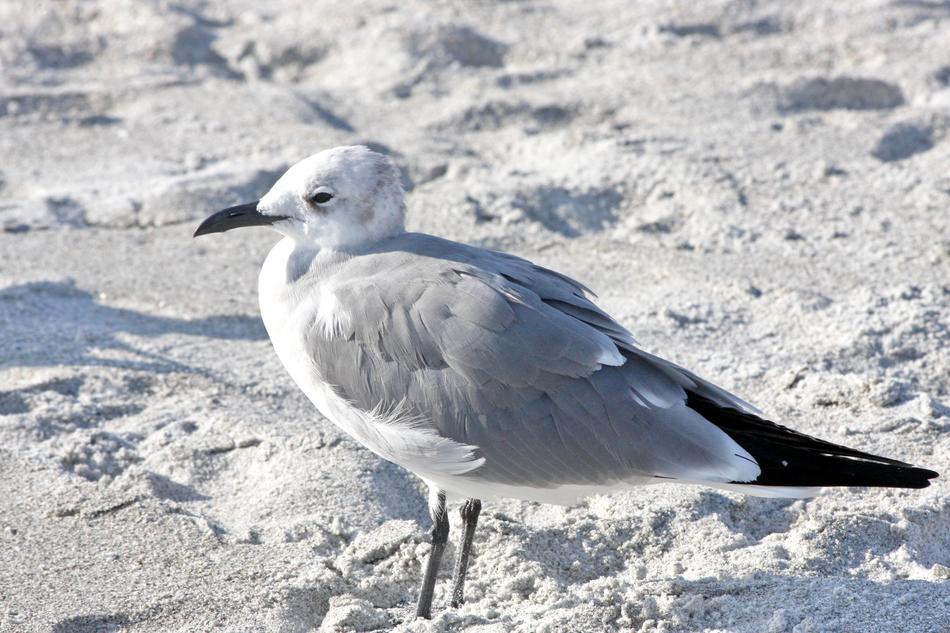 Bird Animal Beach