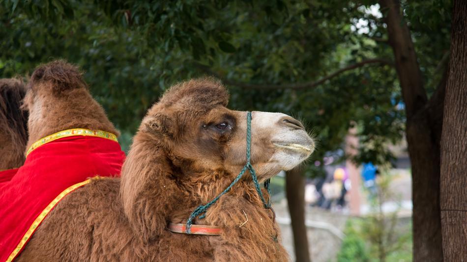 Animal Camel